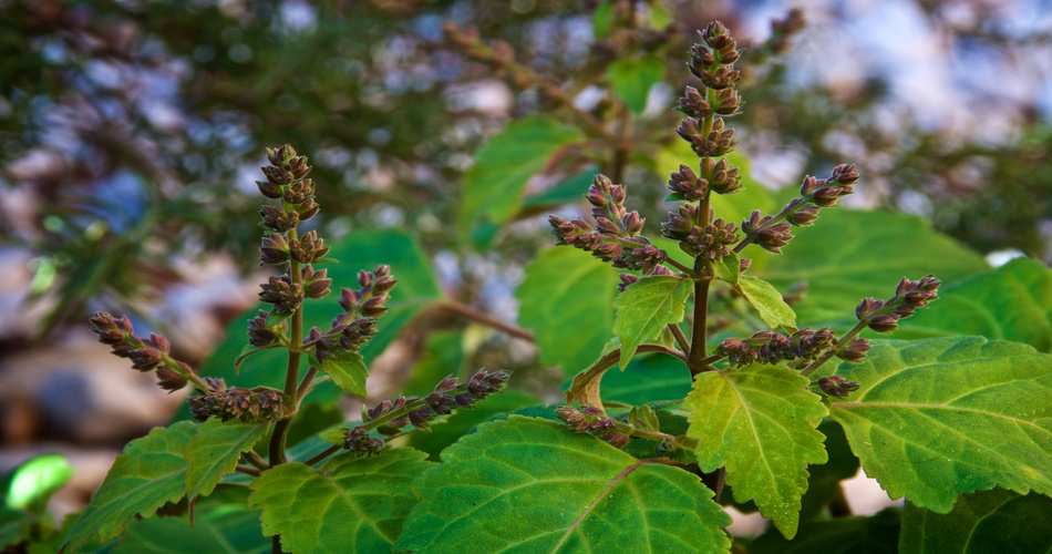 Supply and Demand of Indonesian Patchouli Oil in 2024